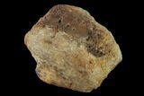 Bargain, Hadrosaur (Edmontosaur) Dorsal Vertebra - South Dakota #145834-1